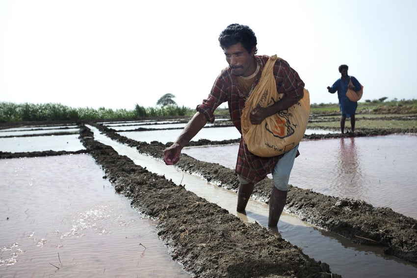 RS4056_man throwing seeds ino paddy field-scr